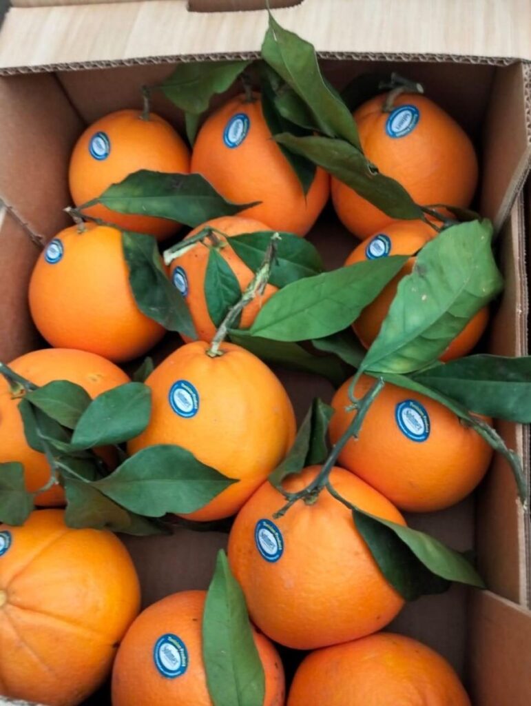 Oranges tunisiennes