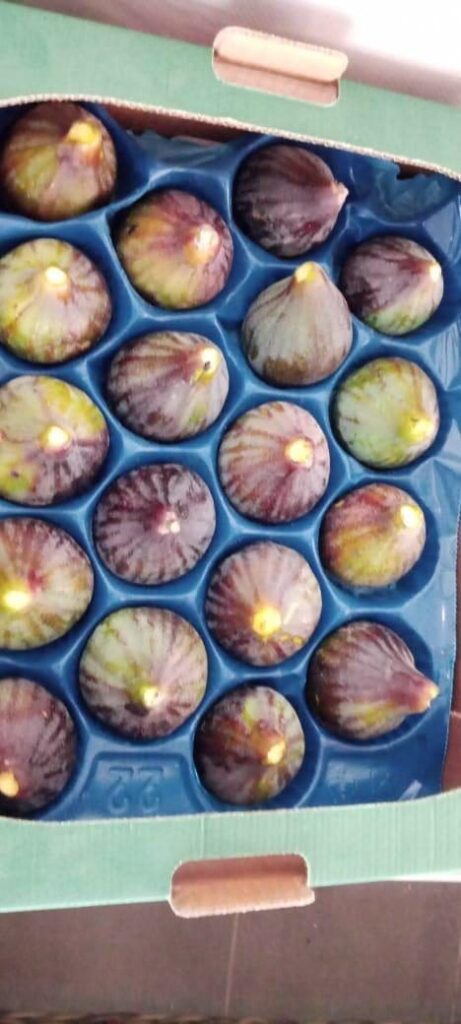 Figues en plateau alvéolé
